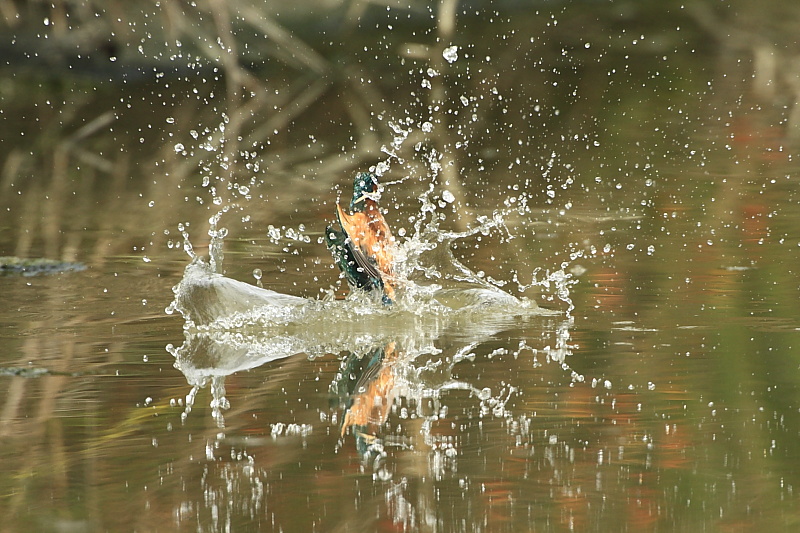 Azioni di pesca